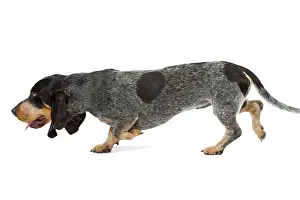 Bleu: Dog - Basset Blue De Gascogne. Also known as Blue