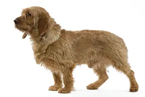 Fauve: Dog - Basset Fauve de Bretagne
