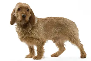 Fauve: Dog - Basset Fauve de Bretagne