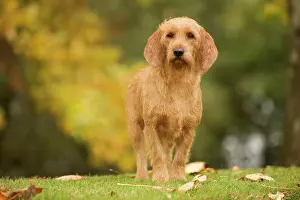 Fauve: Dog - Basset Fauve de Bretagne
