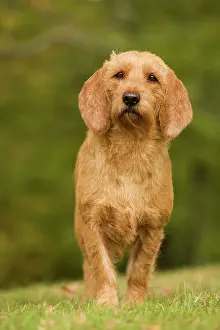 Fauve: Dog - Basset Fauve de Bretagne