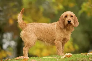 Fauve: Dog - Basset Fauve de Bretagne