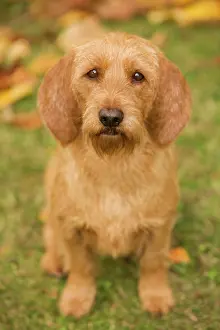 Fauve: Dog - Basset Fauve de Bretagne