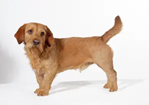 Fauve: DOG - Basset Fauve de Bretagne, standing, studio shot