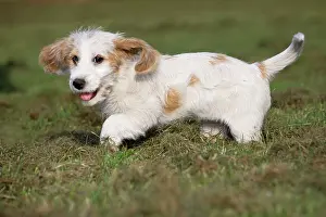 Vendeen: Dog - Basset Griffon vendA en - puppy