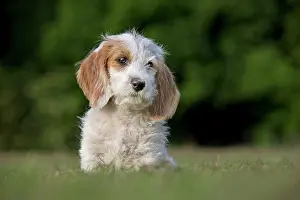 Vendeen: Dog - Basset Griffon vendA en - puppy