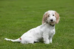 Vendeen: Dog - Basset Griffon Vendeen - young dog