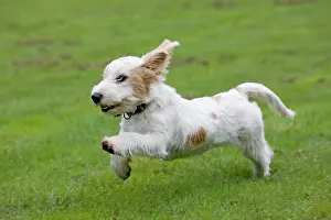 Vendeen: Dog - Basset Griffon Vendeen - young dog running