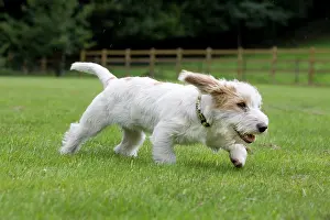 Vendeen: Dog - Basset Griffon Vendeen - young dog running