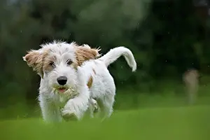 Vendeen: Dog - Basset Griffon Vendeen - young dog running