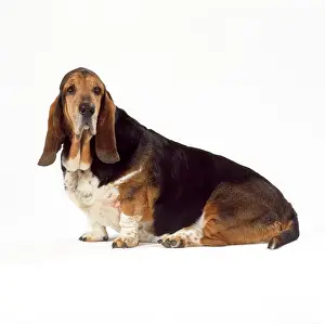 Bassets: DOG - Basset Hound