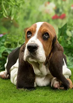 Bassets: Dog - Basset Hound