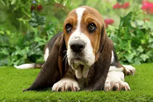 Bassets: Dog - Basset Hound