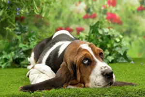 Bassets: Dog - Basset Hound