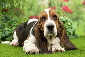 Bassets: Dog - Basset Hound