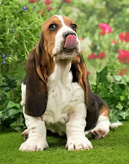 Bassets: Dog - Basset Hound