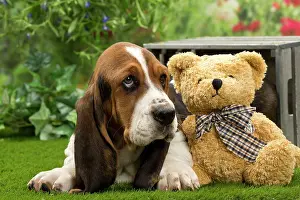 Bassets: Dog - Basset Hound