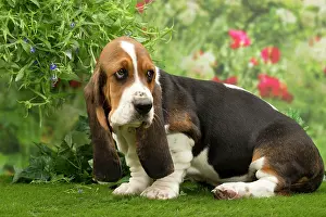 Bassets: Dog - Basset Hound