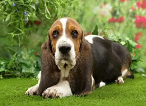 Bassets: Dog - Basset Hound