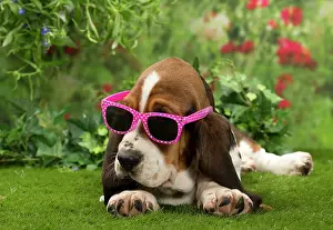 Bassets: Dog - Basset Hound
