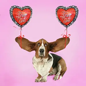 Bassets: Dog - Basset Hound