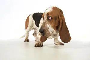 Guilty: Dog Basset Hound