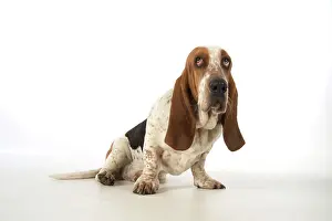 Guilty: Dog Basset Hound