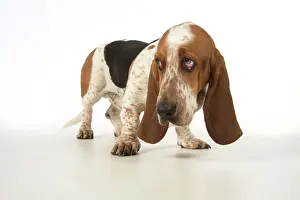 Guilty: Dog Basset Hound