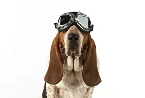 Goggles: Dog Basset Hound