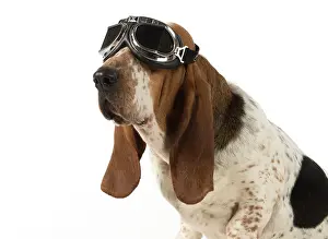 Goggles: Dog Basset Hound