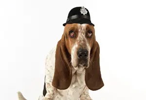 Helmets: Dog Basset Hound