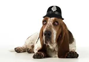 Helmets: Dog Basset Hound