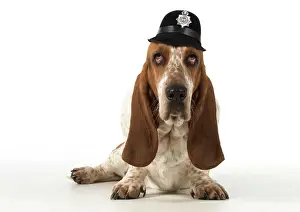Helmets: Dog Basset Hound