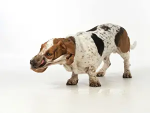 Pulling: Dog Basset Hound