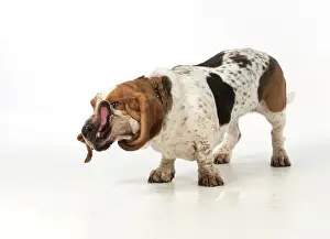 Pulling: Dog Basset Hound