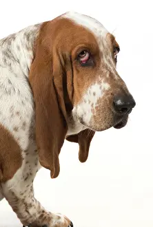 Guilty: Dog Basset Hound