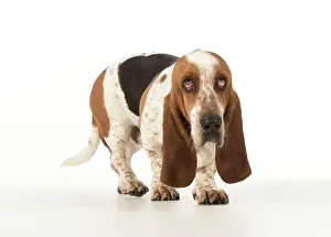 Guilty: Dog Basset Hound