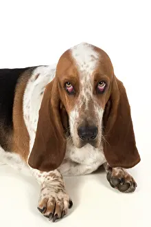 Guilty: Dog Basset Hound