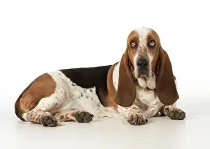 Guilty: Dog Basset Hound