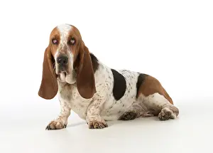 Guilty: Dog Basset Hound