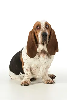 Guilty: Dog Basset Hound