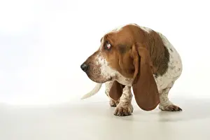 Copyspace: Dog Basset Hound