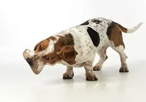 Pulling: Dog Basset Hound