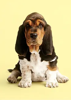 Thoughtful: DOG - Basset Hound