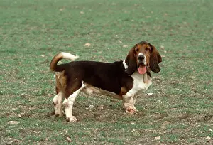 Basset: DOG - BASSET HOUND