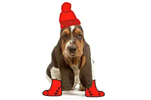 Shoes: Dog - Basset Hound - 8 week old puppy in studio