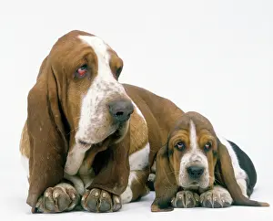 Nails: Dog - Basset Hound, adult with puppy