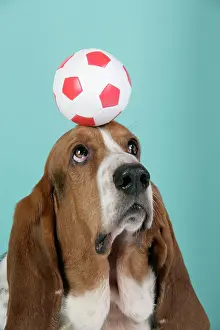 Football: DOG. Basset hound balancing a football on head