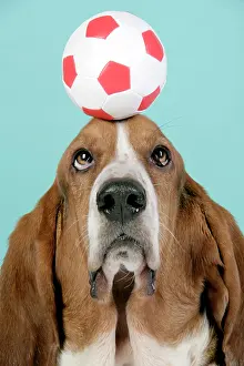 Football: DOG. Basset hound balancing a football on head