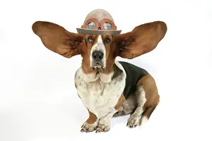 Quirky: Dog - Basset Hound with ears up wearing flying hat with gogg
